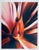 Jeffrey Rothstein, Flora Fauna Series Vintage Color Photograph Abstract Flower Fuji Crystal Photo, c.1998 For Sale