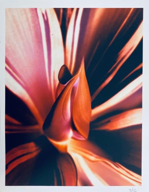 Jeffrey Rothstein, Flora Fauna Series Vintage Color Photograph Abstract Flower Fuji Crystal Photo, c.1998