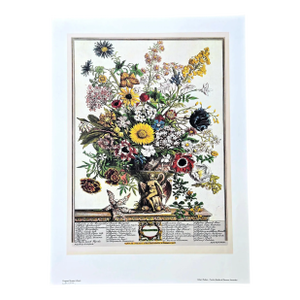 1980s Vintage Robert Furber November Botanical From "Twelve Months of Flowers” Pierpont Morgan Library Print