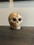 A realistic skull of burnished terracotta featuring a beetle. The skull as a symbol serves as a reminder of human...