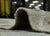 Gray Turkish Kilim Oriental Handmade Flatweave 9'7" x 12'2" #18562 For Sale - Image 8 of 8