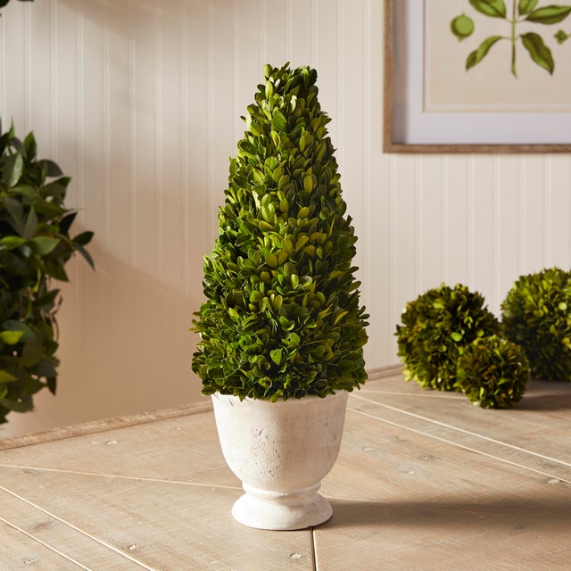 Farmhouse Boxwood Cone Topiary In Pot For Sale - Image 3 of 5