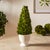 Farmhouse Boxwood Cone Topiary In Pot For Sale - Image 3 of 5