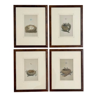 Antique 19th C Framed Francis Morris Bird Nest and Egg Prints- Set of 4 For Sale