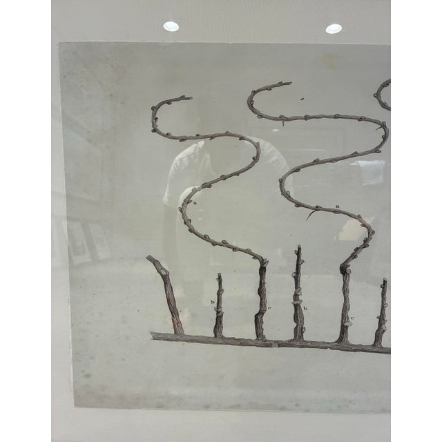 Early 21st Century Natural Curiosities “Vine” William Forsyth 1802 Oversized Botanical Print For Sale - Image 5 of 9
