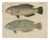Species of Wrasse Fish Hand-Colored Engravings, 1800s, Set of 2 For Sale