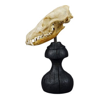 Antique Real Skull of a Fox, Germany Ca. 1900s For Sale