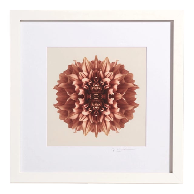 "Dahlia 6" Contemporary Botanical Print by Erin Derby, Framed For Sale
