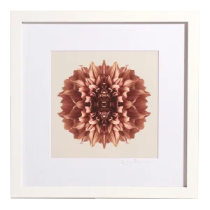 "Dahlia 6" Contemporary Botanical Print by Erin Derby, Framed