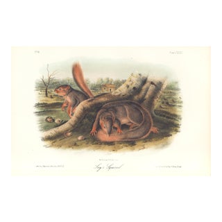 1851 Audubon Quadruped Octavo Lithograph "Plate 89 Jay's Squirrel" For Sale