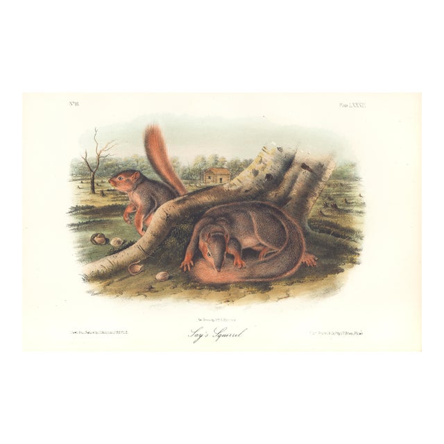 1851 Audubon Quadruped Octavo Lithograph "Plate 89 Jay's Squirrel" For Sale