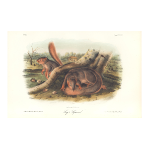 1851 Audubon Quadruped Octavo Lithograph "Plate 89 Jay's Squirrel"