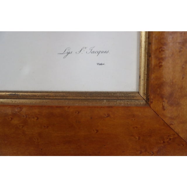 Amaryllis Birds Eye Maple Framed Print For Sale In Philadelphia - Image 6 of 8