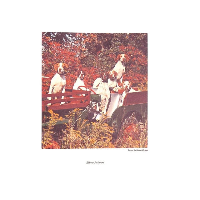 1970s "Wing & Shot- Gun Dog Training" 1979 Wehle, Robert G. For Sale - Image 5 of 12