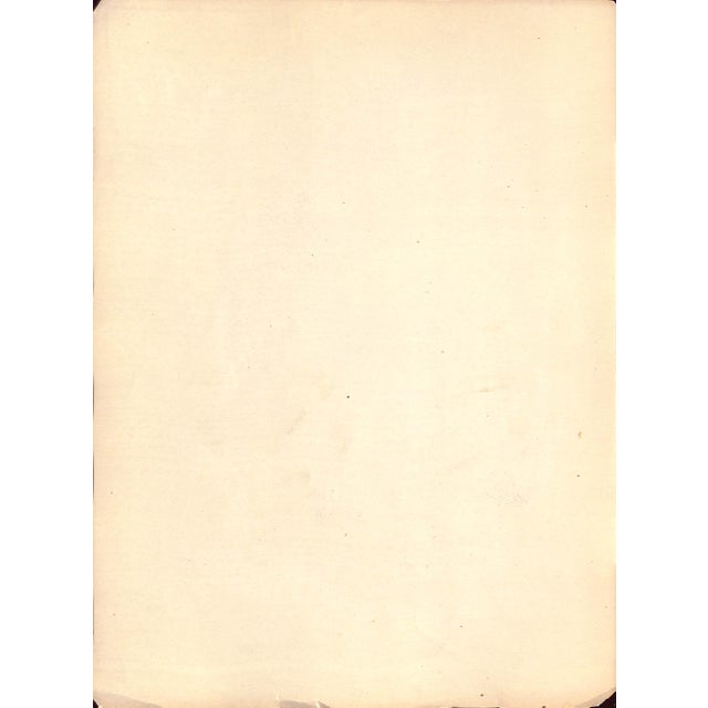 Traditional Mid 20th Century R.T. Lincoln by Carlo De Fornaro Reproduction Print For Sale - Image 3 of 3