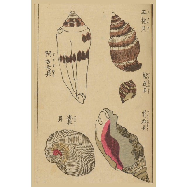 Vintage Japanese Seashells, Woodblock Print Reproduction, 24" X 36" For Sale