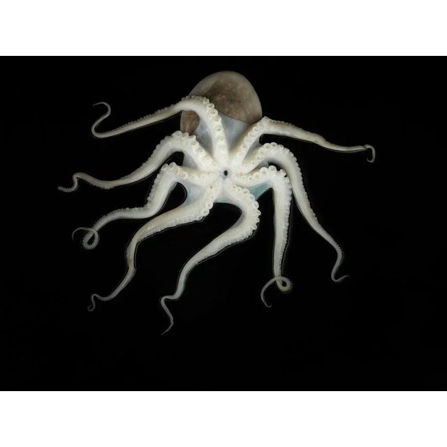 Jonathan Knowles, Octopus on Black Background, Photographic Paper, in Flawless conditions. Designed from 2000 This piece...