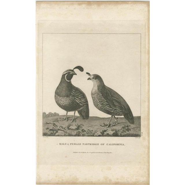 Paper California Quail Pair, 1798, Print For Sale - Image 7 of 10