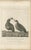 Paper California Quail Pair, 1798, Print For Sale - Image 7 of 10
