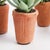 Potted Succulents 8.5", Set Of 6 For Sale - Image 9 of 9