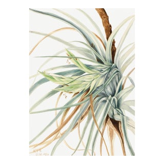 Wild Pineapple, Vintage Botanical Art Print Reproduction, 24" X 36" For Sale