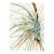 Wild Pineapple, Vintage Botanical Art Print Reproduction, 24" X 36" For Sale