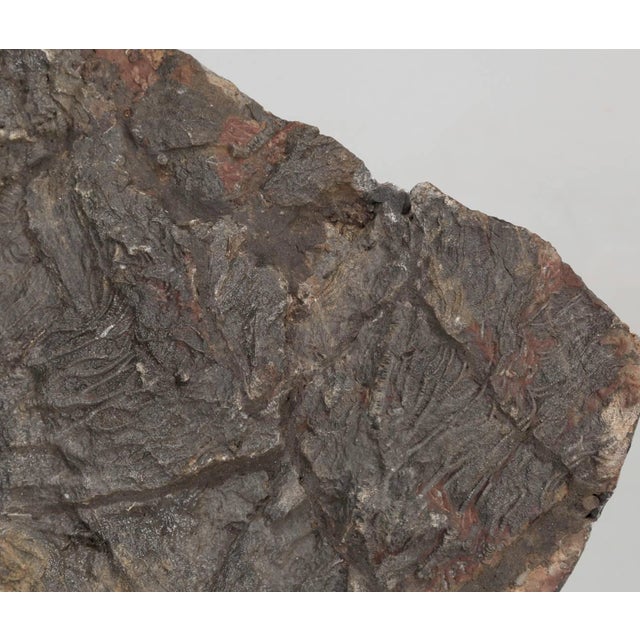 Stone Crinoid Fossil From Morocco, From the Ordovician Period 450-Million-Years Ago For Sale - Image 7 of 8