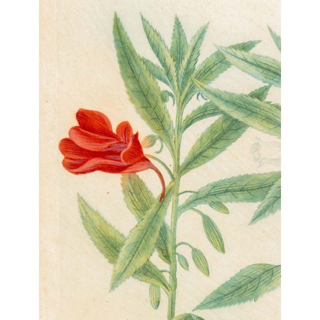 18th Century Johann Wilhelm Weinmann Botanical Engravings, Pair For Sale - Image 5 of 14