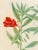 18th Century Johann Wilhelm Weinmann Botanical Engravings, Pair For Sale - Image 5 of 14