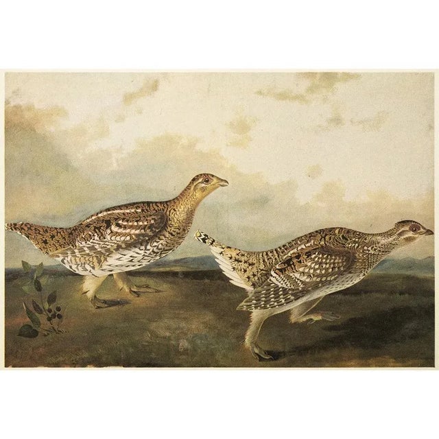 John James Audubon Dusky Grous and Sharp-Tailed Grous After Audubon, 1966 Cottage Prints For Sale - Image 4 of 7