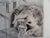 Mily Possoz, Le repos du chat, Etching For Sale - Image 4 of 7