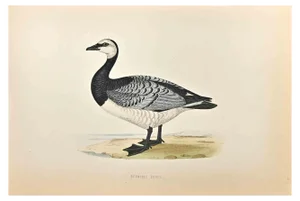 Alexander Francis Lydon, Bernicle Goose, Woodcut Print, 1870