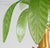 1970s Vintage Italian Glass and Brass Palm Tree Floor Lamp For Sale - Image 5 of 11