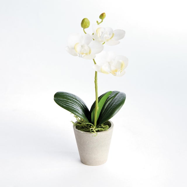 Contemporary Mini Phalaenopsis Orchids Potted 9", Set Of 4 For Sale - Image 3 of 3