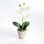 Contemporary Mini Phalaenopsis Orchids Potted 9", Set Of 4 For Sale - Image 3 of 3