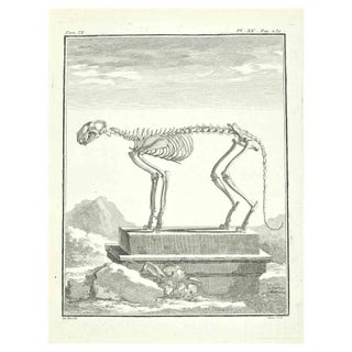 Louis Legrand, Skeleton, Etching, 1771 For Sale