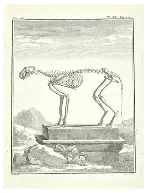 Louis Legrand, Skeleton, Etching, 1771