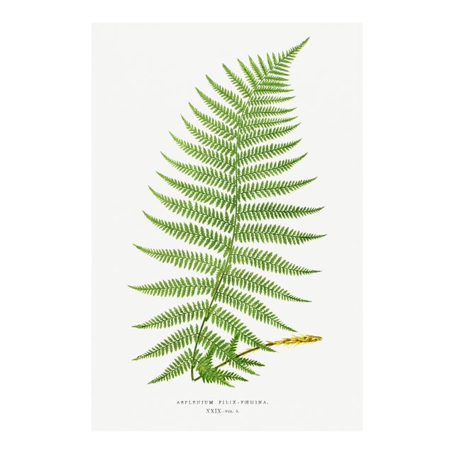 Vintage Fern Art Print, Botanical Fern Reproduction, 20" X 30" For Sale