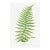Vintage Fern Art Print, Botanical Fern Reproduction, 20" X 30" For Sale