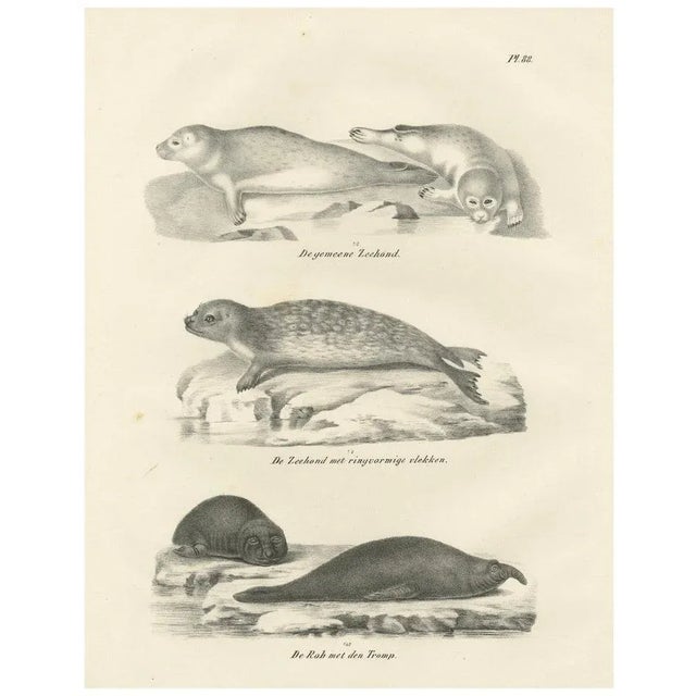 Seals and Elephant Seals in Arctic and Marine Habitat, 1836, Lithograph For Sale - Image 10 of 10