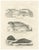 Seals and Elephant Seals in Arctic and Marine Habitat, 1836, Lithograph For Sale - Image 10 of 10