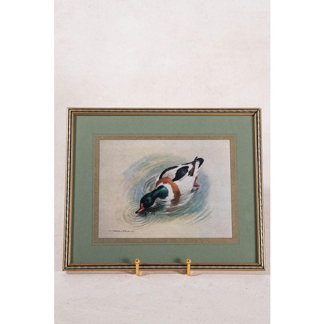 Mid 20th Century Set of 3 Signed Duck Prints With Green Mats For Sale - Image 5 of 9