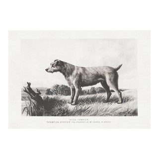 Cassell Dogs; Irish Terrier, Unframed Artwork For Sale