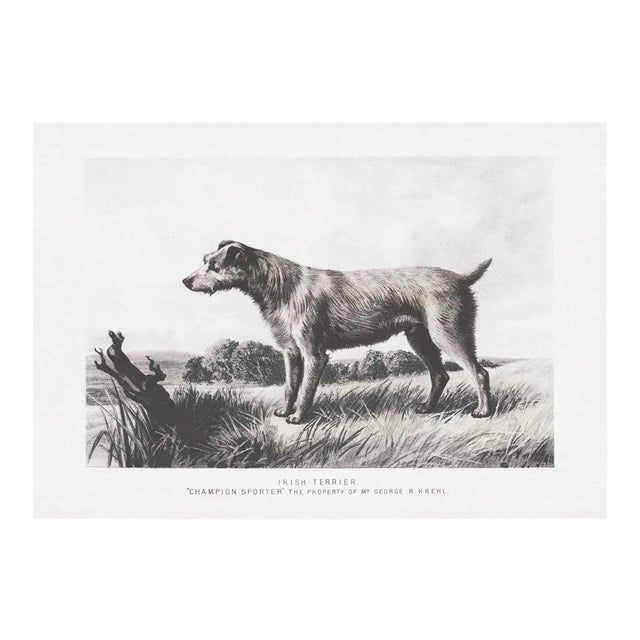 Cassell Dogs; Irish Terrier, Unframed Artwork For Sale