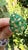 Set in 18k Gold, 6.11 Carats, Zambian Emerald & Yellow Diamonds Cocktail Ring, Size 6.5 For Sale - Image 10 of 10