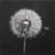 Dandelion No. 1 — Black and White Botanical Print After an Original 1950s Mezzotint, Unframed For Sale - Image 4 of 4