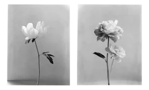 Peony and Peony no.2 Black and White Floral Photography 8x10 2023
