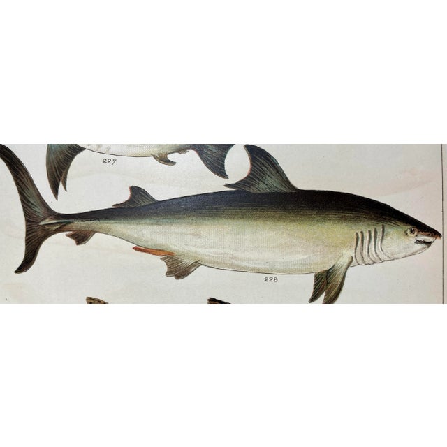 Antique Fish Print Featuring a Thrasher, Basking Shark, Brown Shark & Rough Hound From England - Circa 1902. Print...