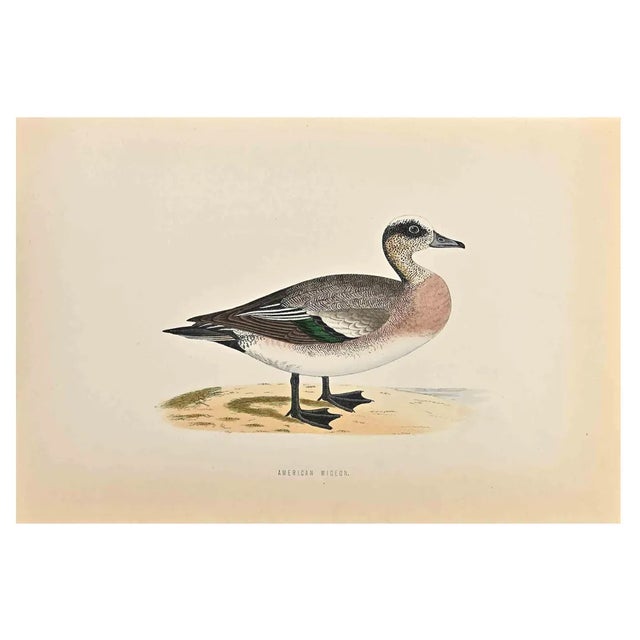 Alexander Francis Lydon, American Wigeon, Woodcut Print, 1870 For Sale