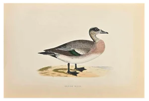 Alexander Francis Lydon, American Wigeon, Woodcut Print, 1870